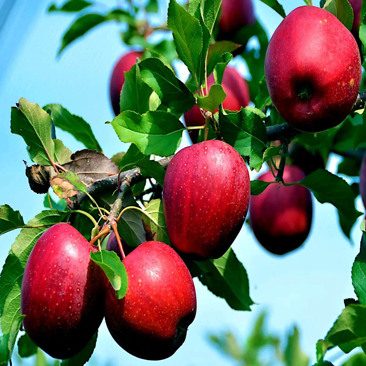 40 Seeds Paradise Apple (Malus p.) "Red Delicious" Hardy