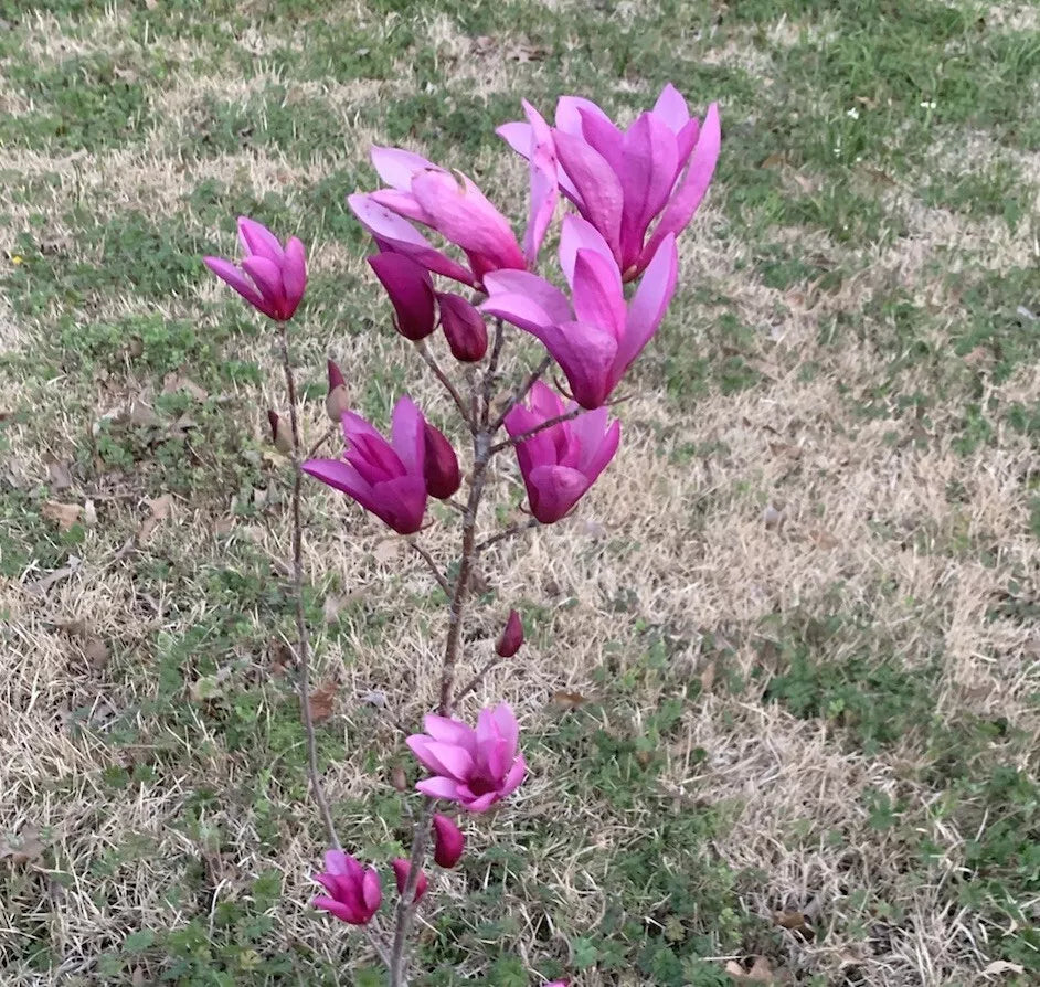 Jane Magnolia Trees - 2 Live Cuttings - 4”+ Tall Unrooted