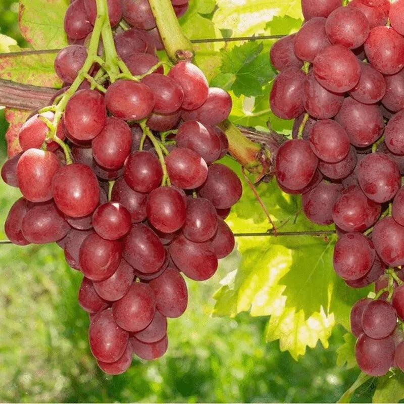 (1) EINSET Live Seedless Grape Vine Plant 1-2 yr Old