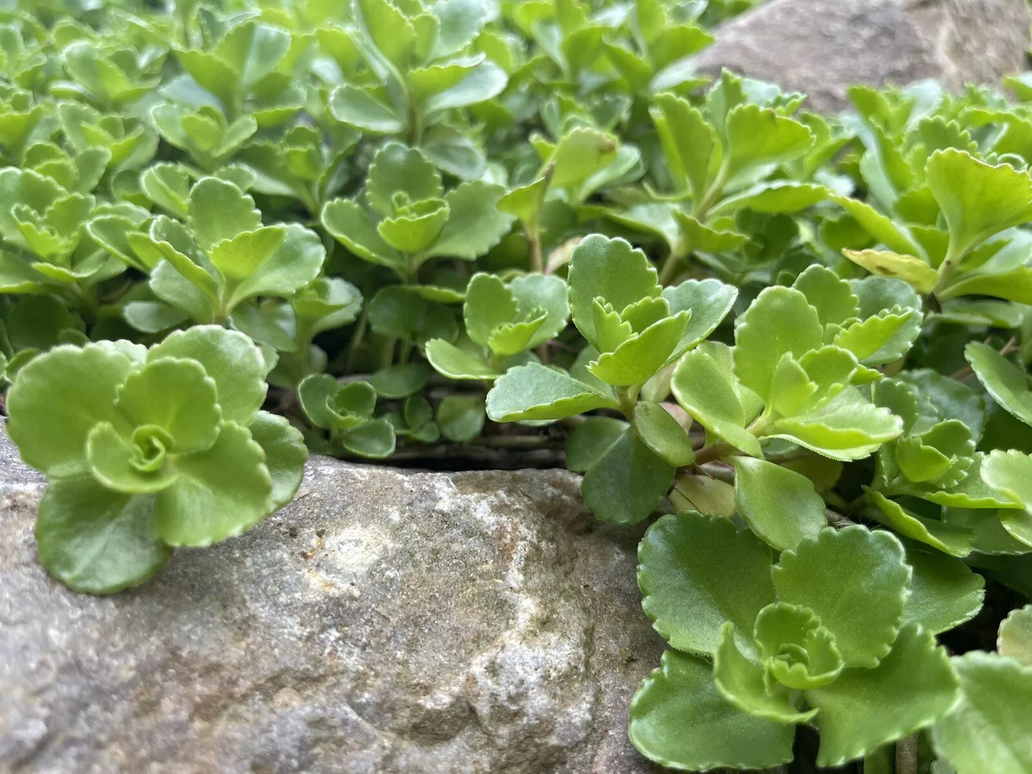 10 Sedum Creeping Stonecrop Ground Cover Plants Phedimus spurius Live Cuttings