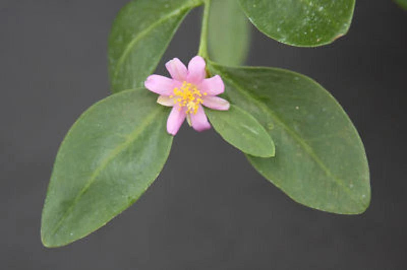 Pereskia Weberiana Succulent Cactus Cutting 4" Tuberous Root Rare Caudex Plant - Unique Addition for Cactus Gardens