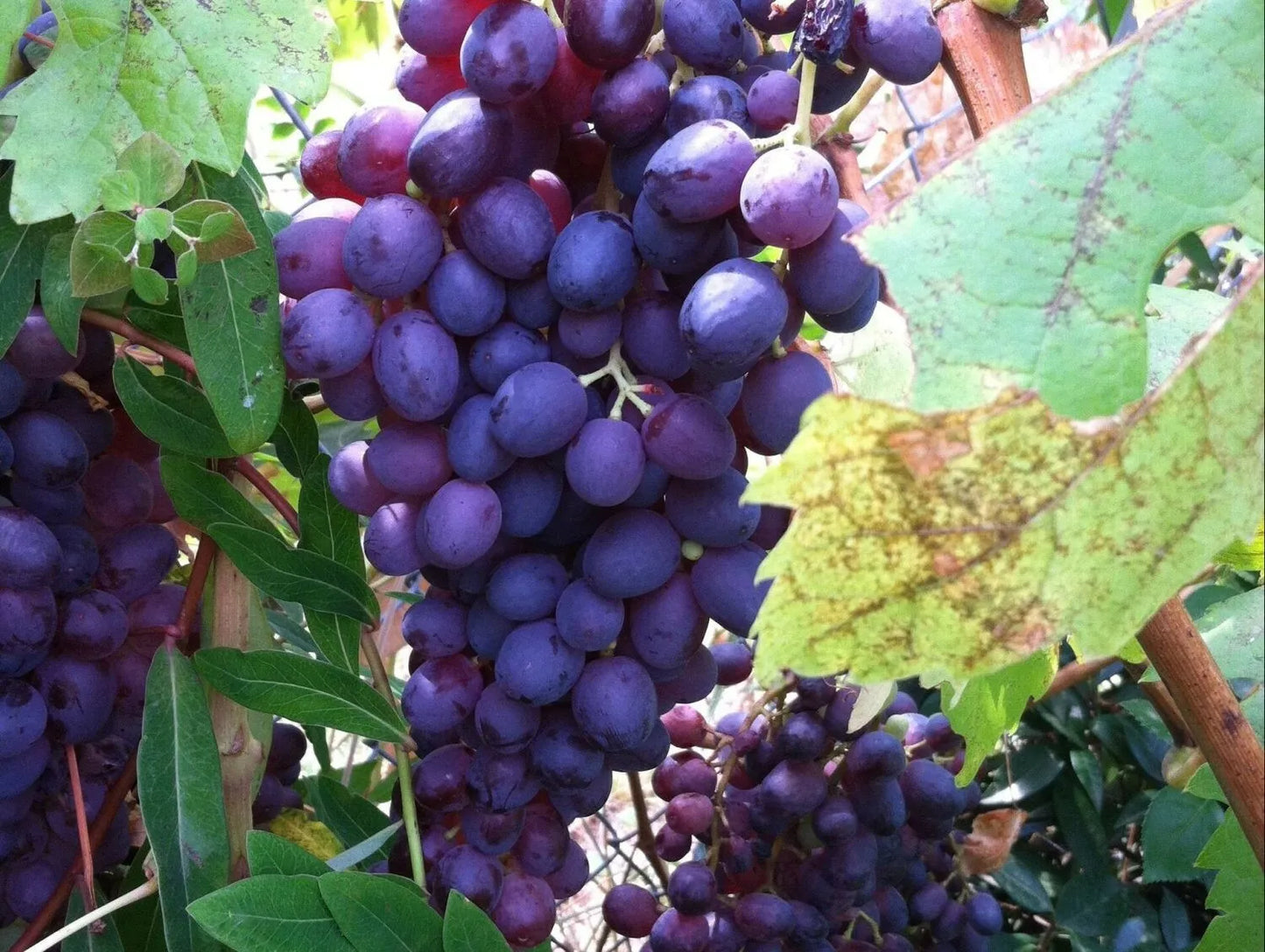 2 Glenora Seedless Live Grape Vine Plants 1-2 yr Old