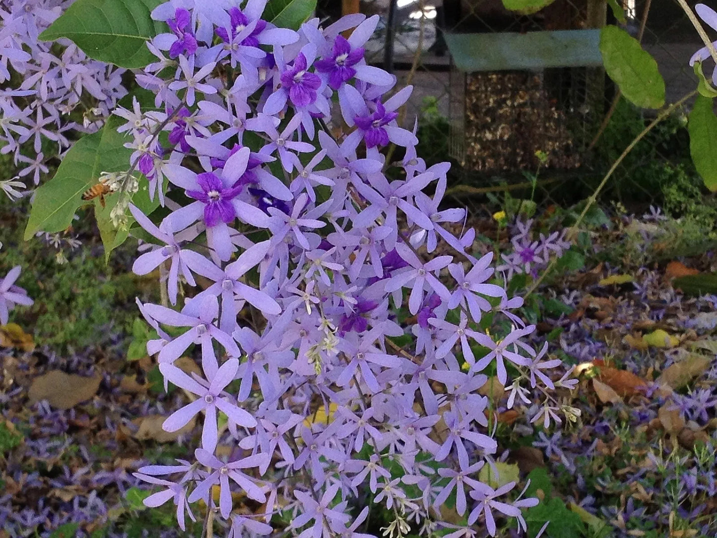 PURPLE Petrea Queens Wreath Sandpaper Bluebird Vine Tropical Florida Wisteria