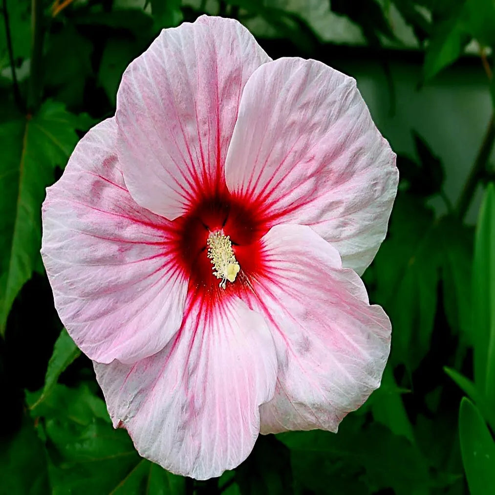 20 Pink Swamp Mallow Rose Seeds "LARGE FLOWER" Hardy Hibiscus Plant