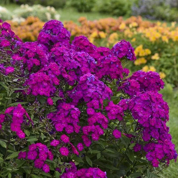 1 Ultraviolet Tall Garden Phlox