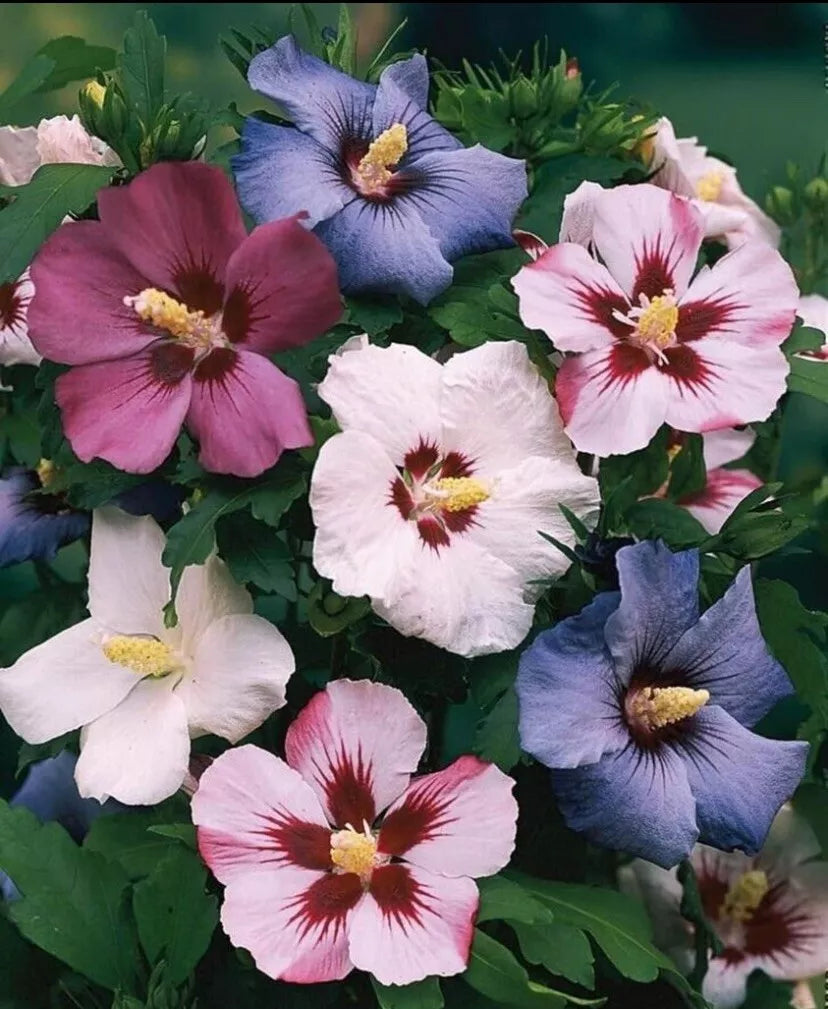 50 Mixed Colors ROSE Of SHARON HIBISCUS Syriacus Flower Seeds Mix