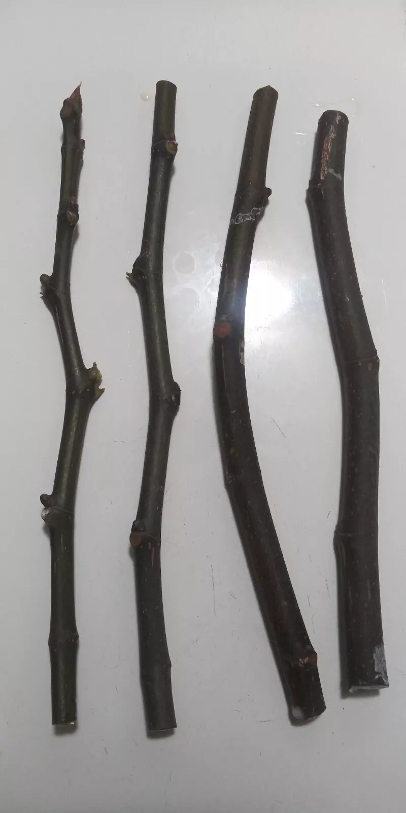 4 FIG Unrooted Cuttings "WHITE MADEIRA"