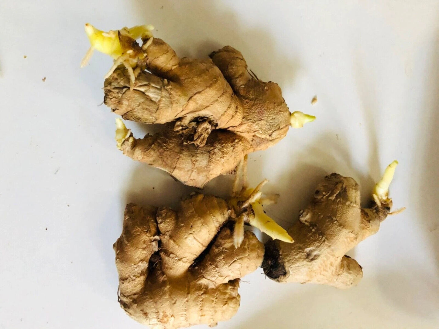 Organic Ginger Roots - 4-5 Sprouted Heirloom Curcuma Longa Rhizomes, Edible Herb for Planting, Tropical Clumping Variety