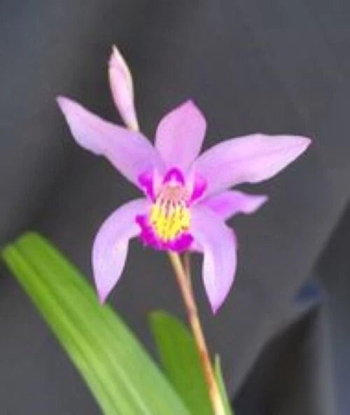 Cold Hardy Orchid Plant 3" Pot Bletilla Yokohama 'Kate' Pink Flowers Bletilla striata 'Katie'