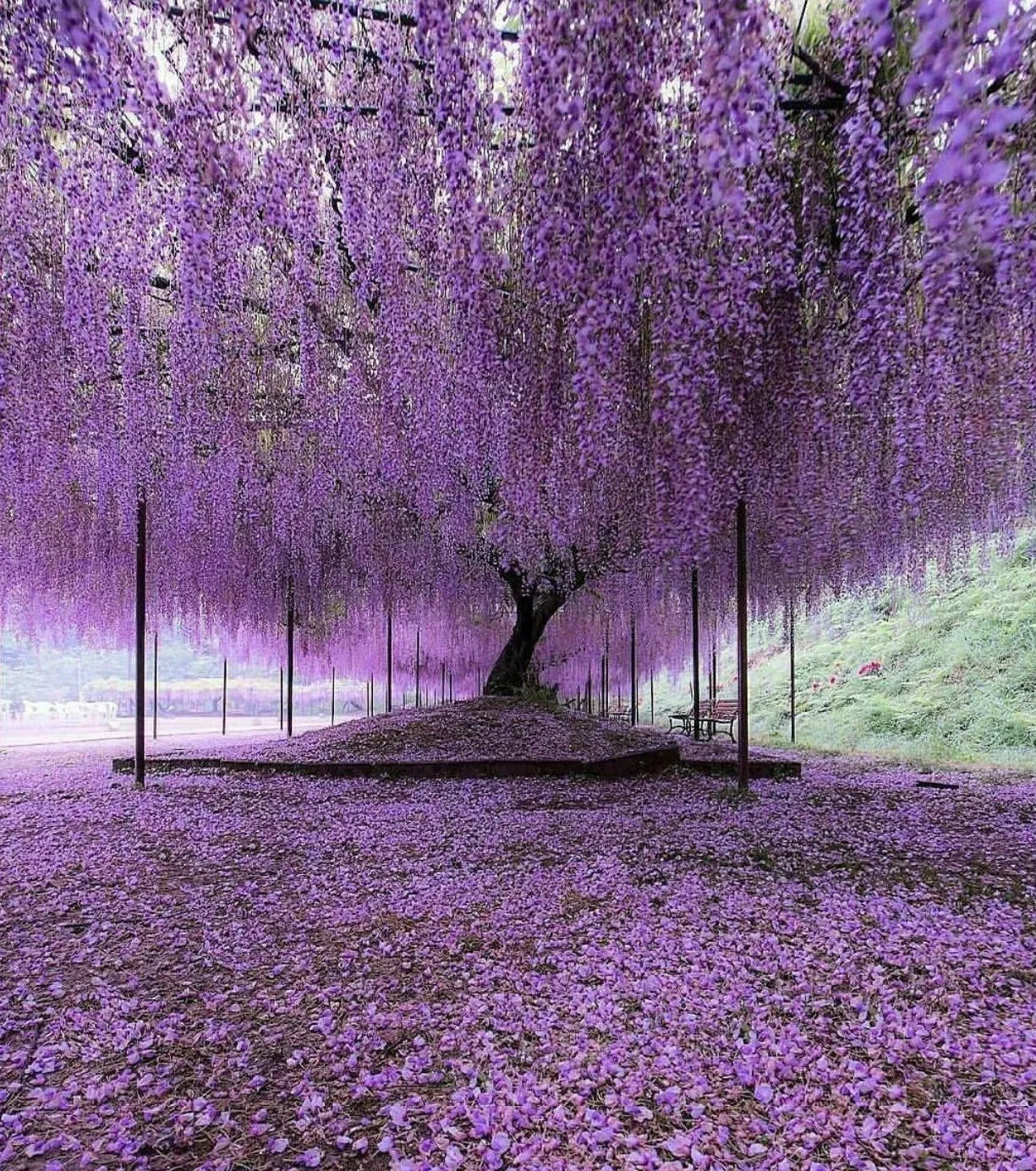 purple wisteria flower seeds Purple Wisteria Tree 6-12" Tall Live Plant 2.5" Pot Wisteria sinensis