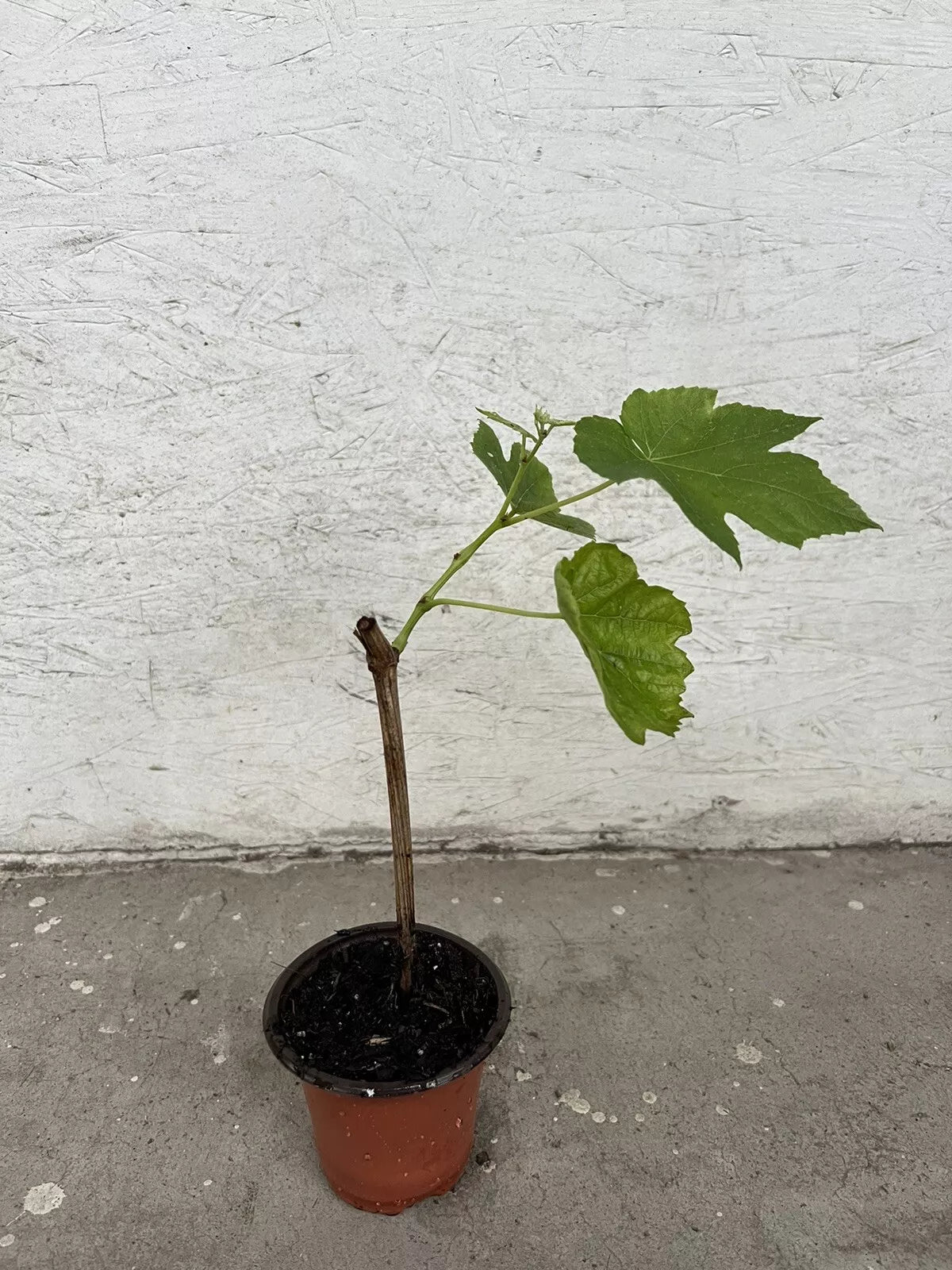 1 Green Grape Tree 10” With Pot Cutting Vine Sweet Seedless Ready To Plant