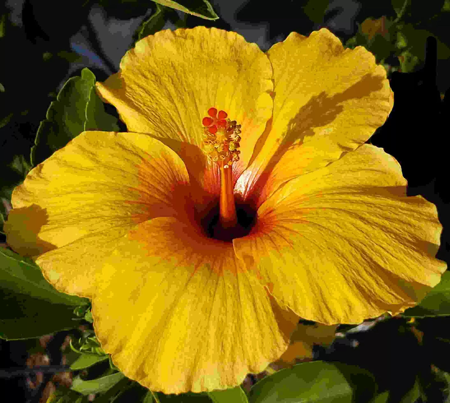 Live Plant Large Golden Yellow Orange Red Single Flower JOANN Tropical Hibiscus