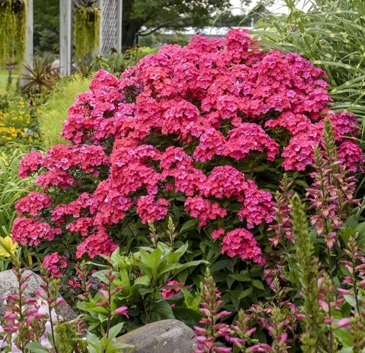 1 Phlox ‘Glamour Girl’ PP (Phlox paniculata) in 4"Pot Great Garden Flower Outdoor