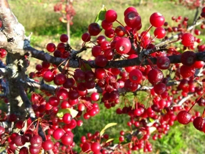 1 Roselow Crabapple Flowering Fruit Shrub Wildlife