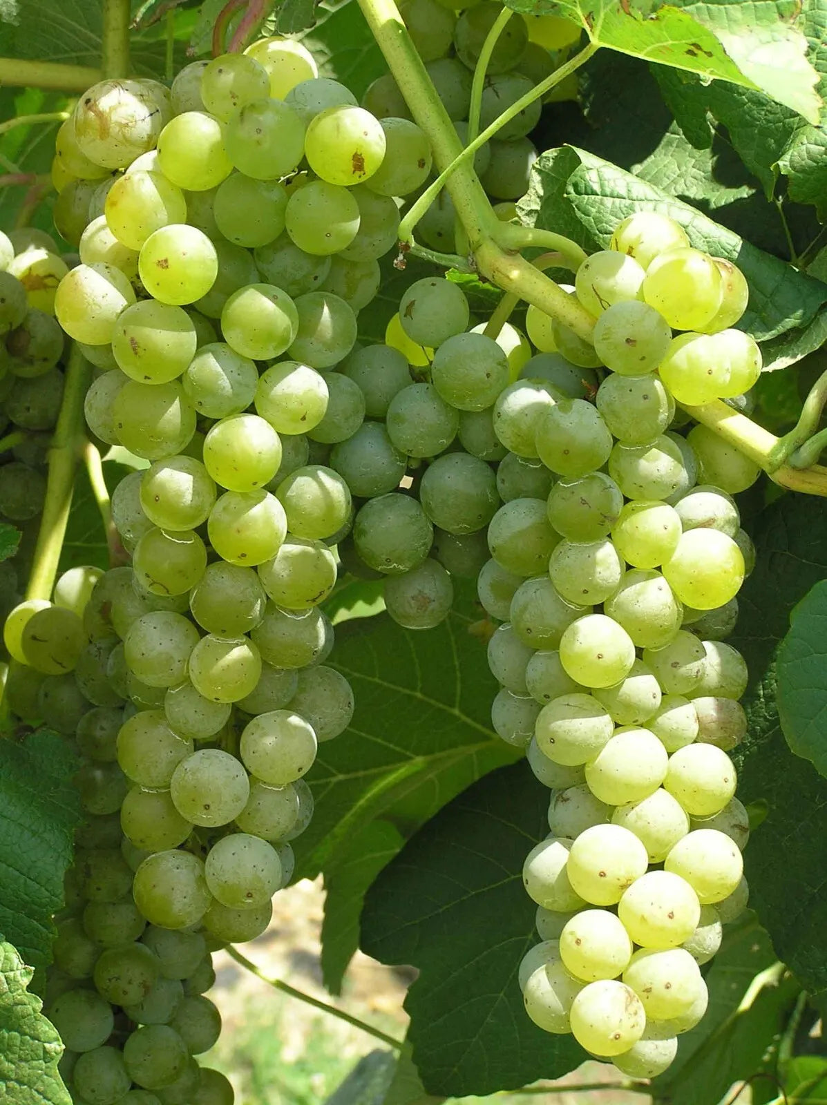 2 CAYUGA Live Wine Grape Vine Plants 1-2 yr Old