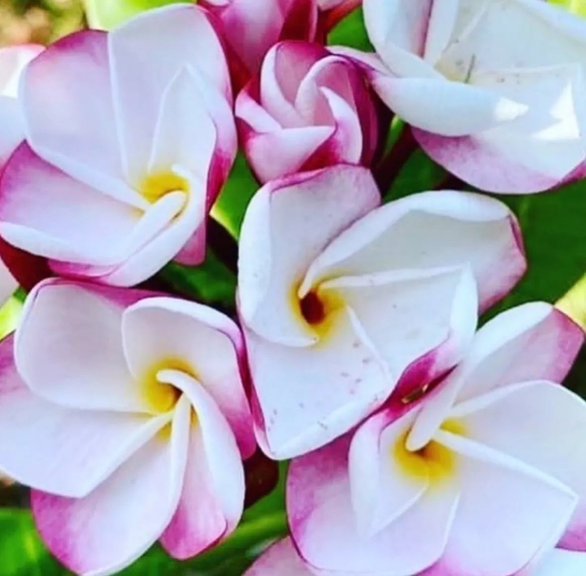 1PC Pink Pansy fresh PLUMERIA PLANT Unrooted CUTTING 8-12" frangipani Flowers