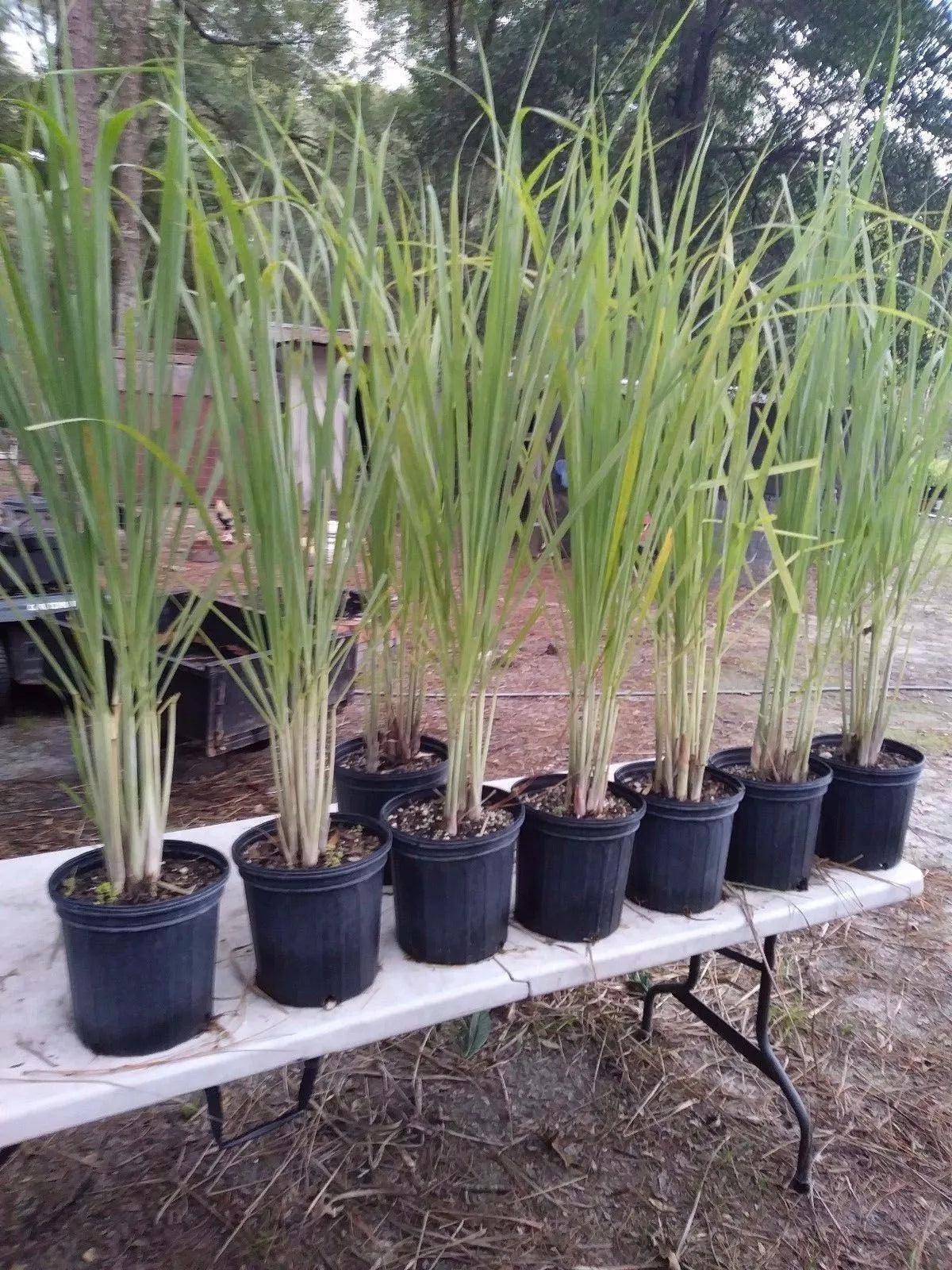 Lemongrass 12 Live Plants 4In to 7In Tall fully rooted