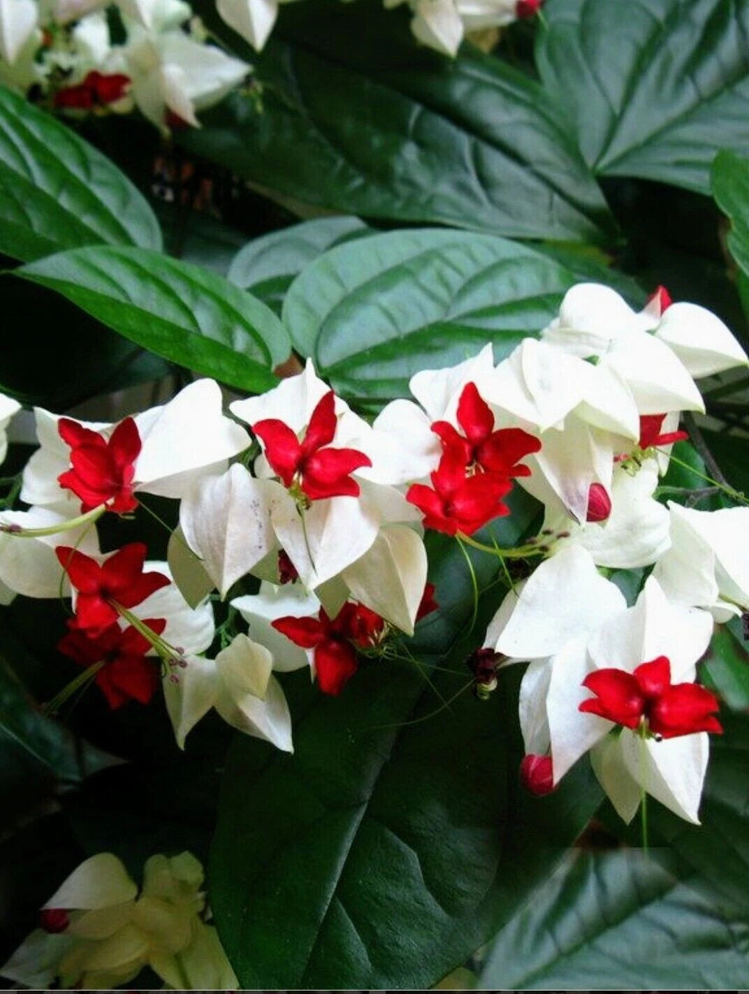 Bleeding Heart Vine Plant - 5-10 inch - Clerodendrum thomsoniae - Eco-Friendly Pest Control for Gardens
