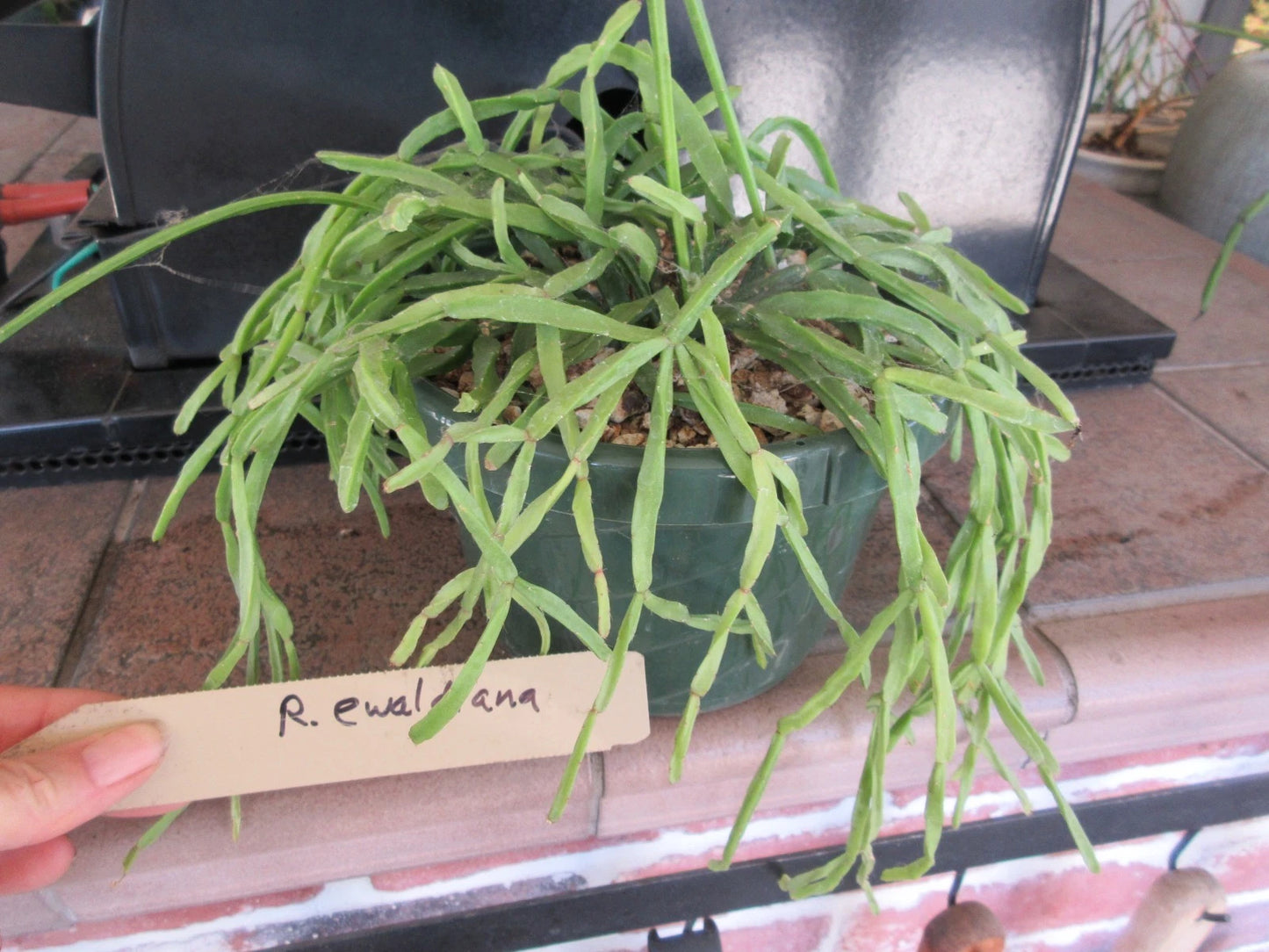 Rhipsalis Ewaldiana Rooted Plant in 6" Pot - Tropical Cactus Succulent - Ideal Indoor Houseplant