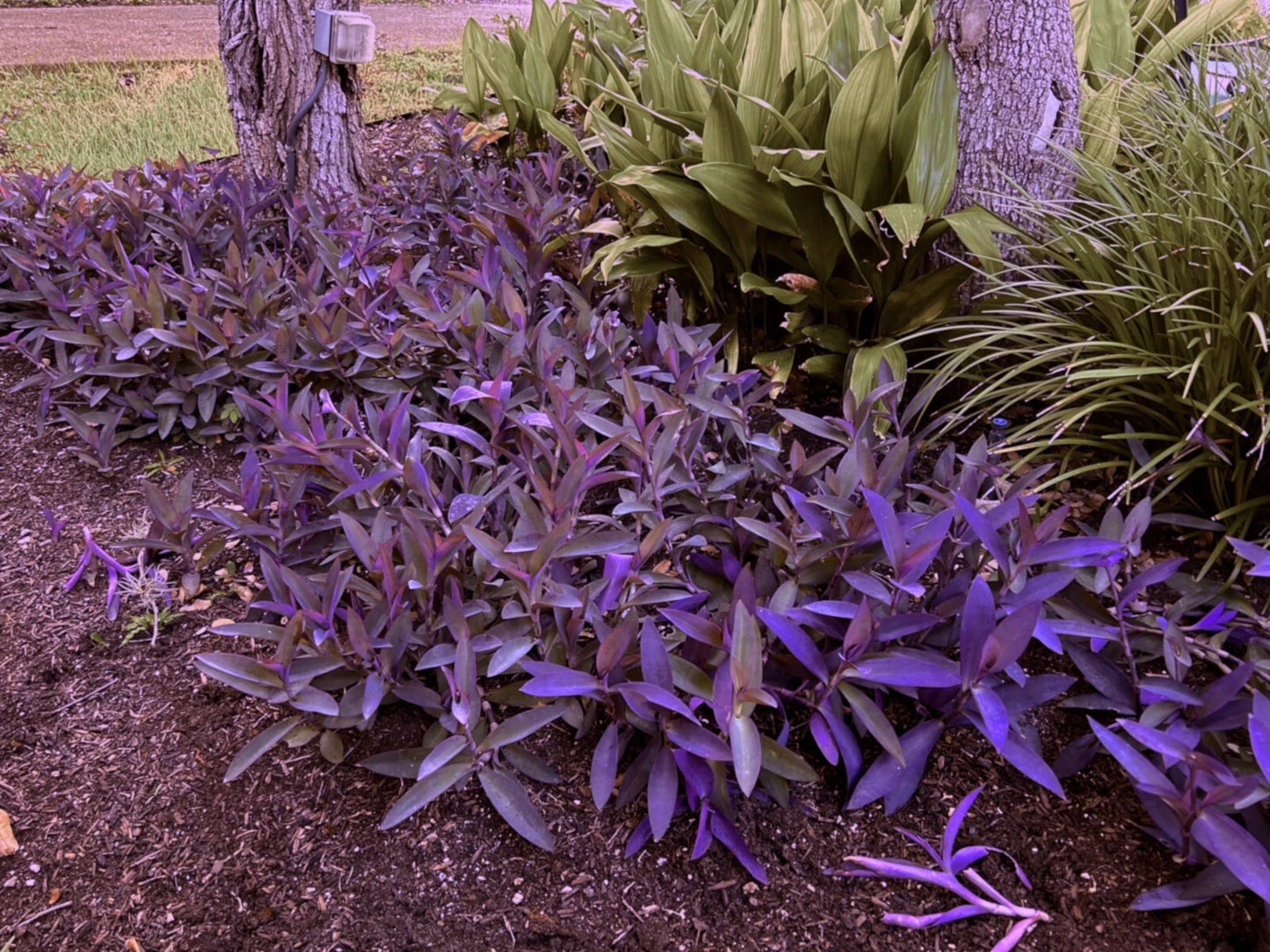 Wandering Jew Cuttings - 8 Unrooted Purple Heart (Tradescantia pallida) + 3 Free - Fresh Plant Cuttings for Indoor/Outdoor Use