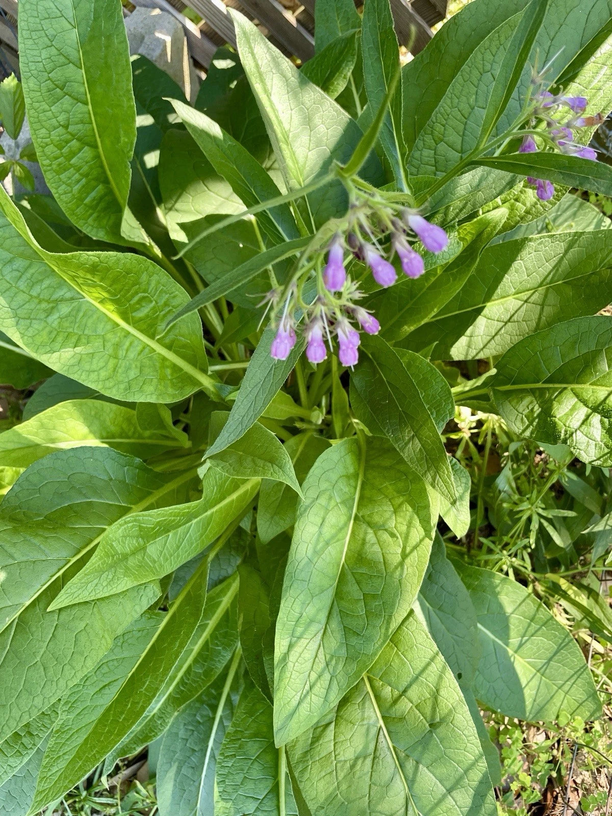 Comfrey Root Cuttings - 25 Russian Blocking 14 Roots - Medicinal & Fertilizer Plant - Symphytum × uplandicum