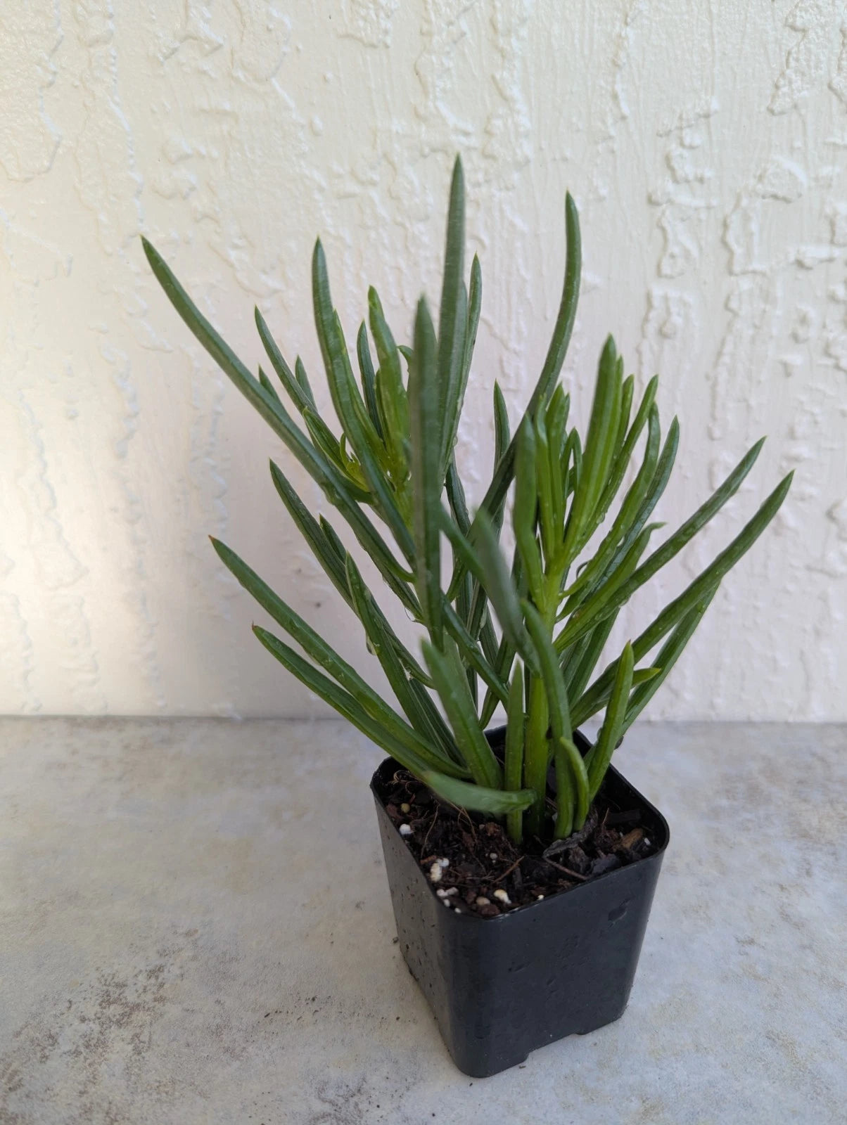 Green Bean Pincushion Peperomia Ferreyrae 2" Rooted Pot - Live Houseplant for Home Decor, Easy Care Indoor Plant