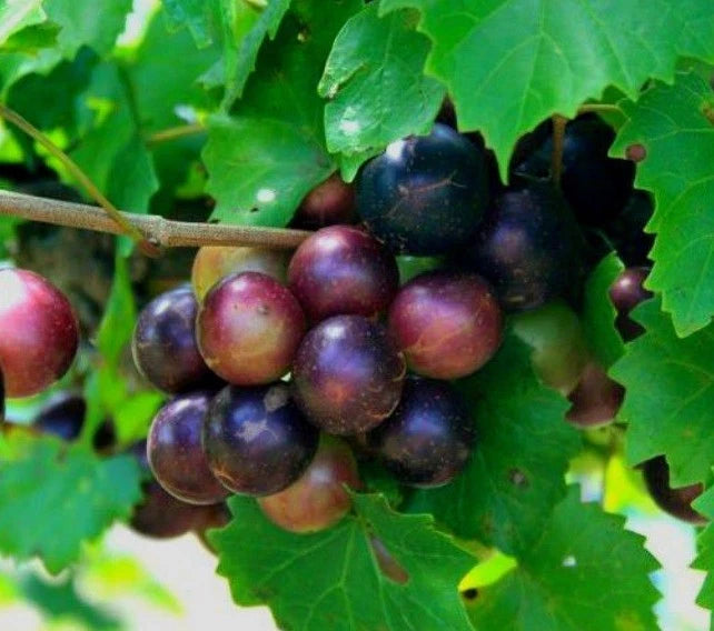 Muscadine Grape Plant Cuttings - 10 Unrooted (5 Male, 5 Female) Vitis Rotundifolia - Organic Southern Native Wild Fruit