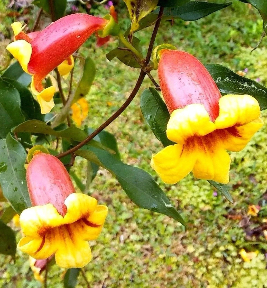 LIVE PLANT Bignonia Capreolata 'Tangerine Beauty' Climbing Vine Yellow Orange Flowers Hummingbird Attractant Starter Plant