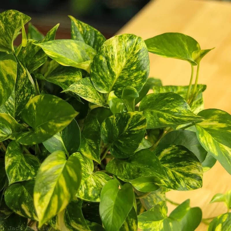 Golden Pothos Cuttings - 3 Variegated Giant Leaf Cuttings - Epipremnum aureum - Green & Gold Foliage