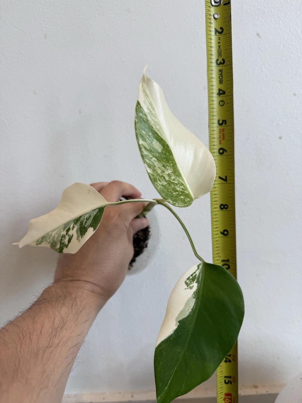 Rooted Variegated Monstera Plant - Albo Borsigiana - Cream and White Foliage - Indoor Houseplant