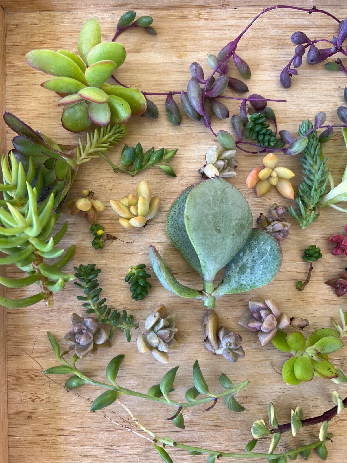 Succulent Cuttings Box - 10 Varieties + 3 String Succulents - Othonna Capensis, Banana, Ruby Necklace