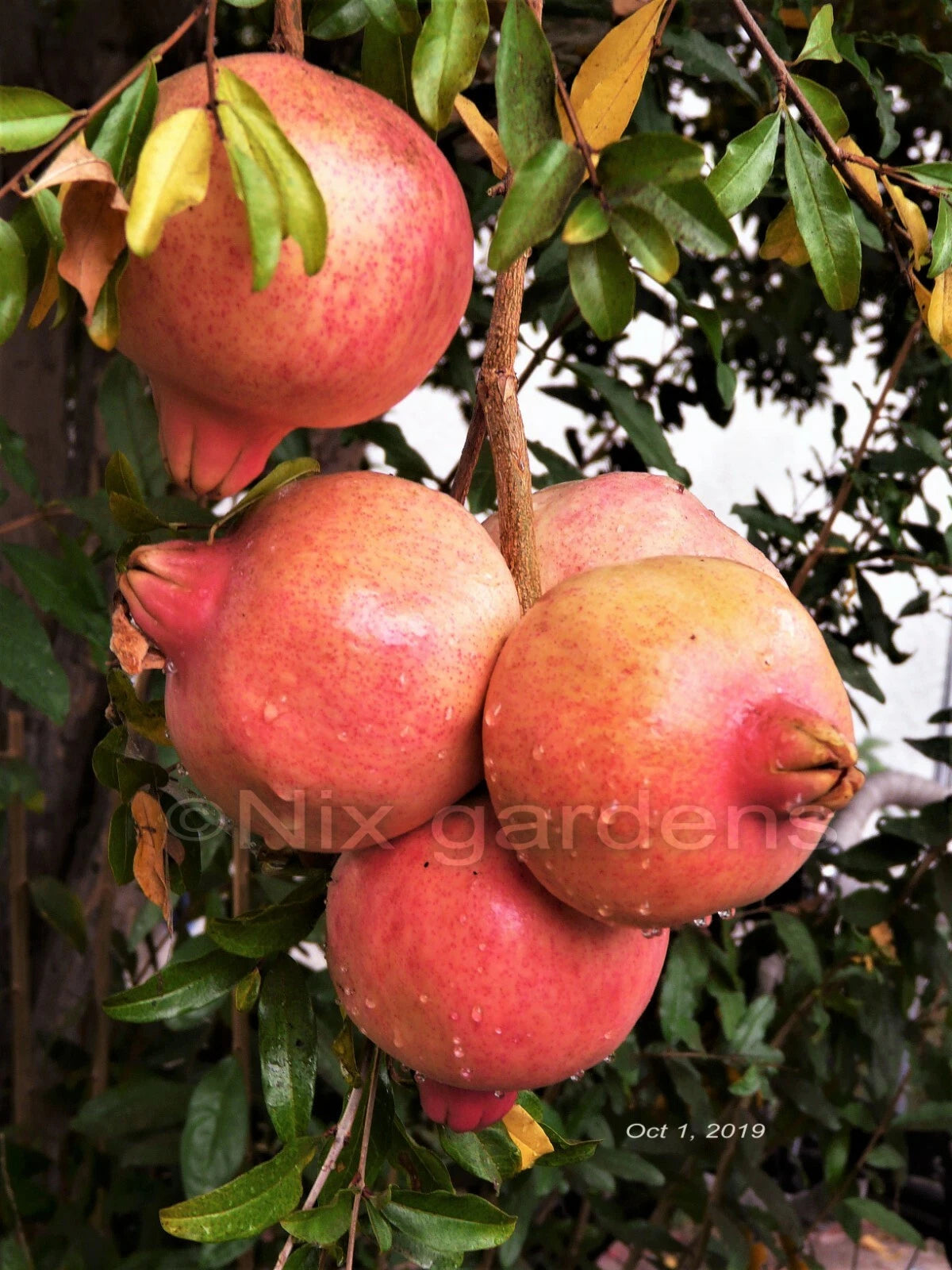 Fleishman Pomegranate Tree Cuttings - 3 Fresh Unrooted Cuttings - Sweet Fruits - Punica granatum - Cold Hardy to 10°F