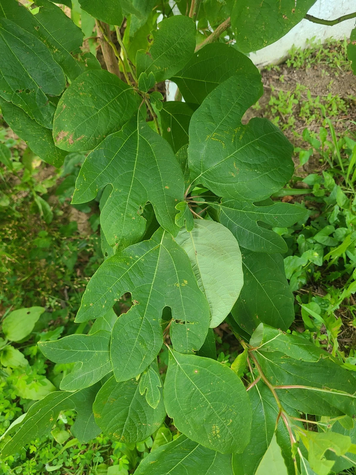 Organic Sassafras Trees - 5 Bare Root Plants 5-11” - Fresh Dug Sassafras Albidum - Live Organic Trees for Planting