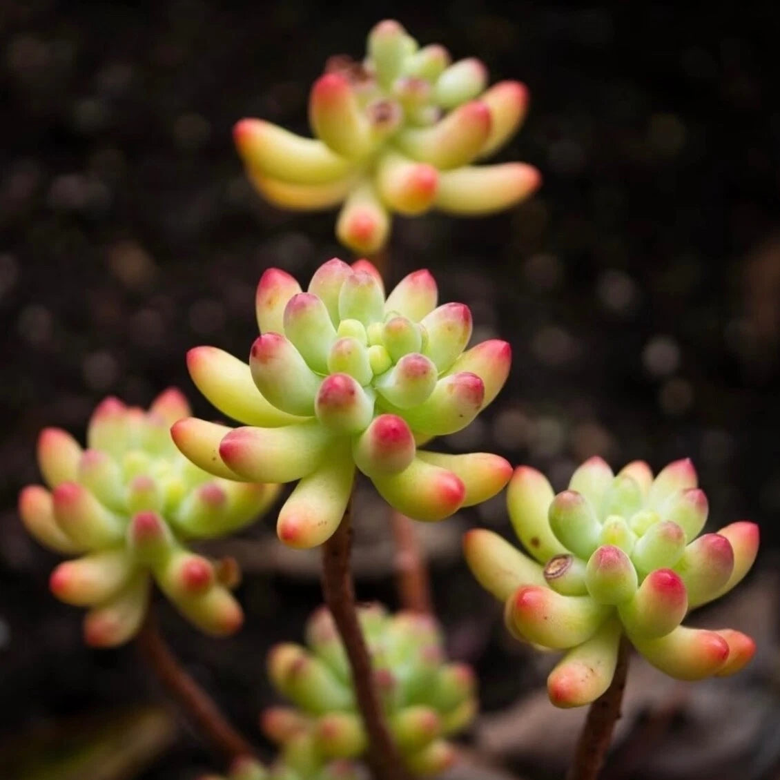 Rare Sedum Plant 2-Inch Blue Jelly Bean Succulent (Sedum pachyphyllum) Live Gift Decor, Fully Rooted, Easy Care