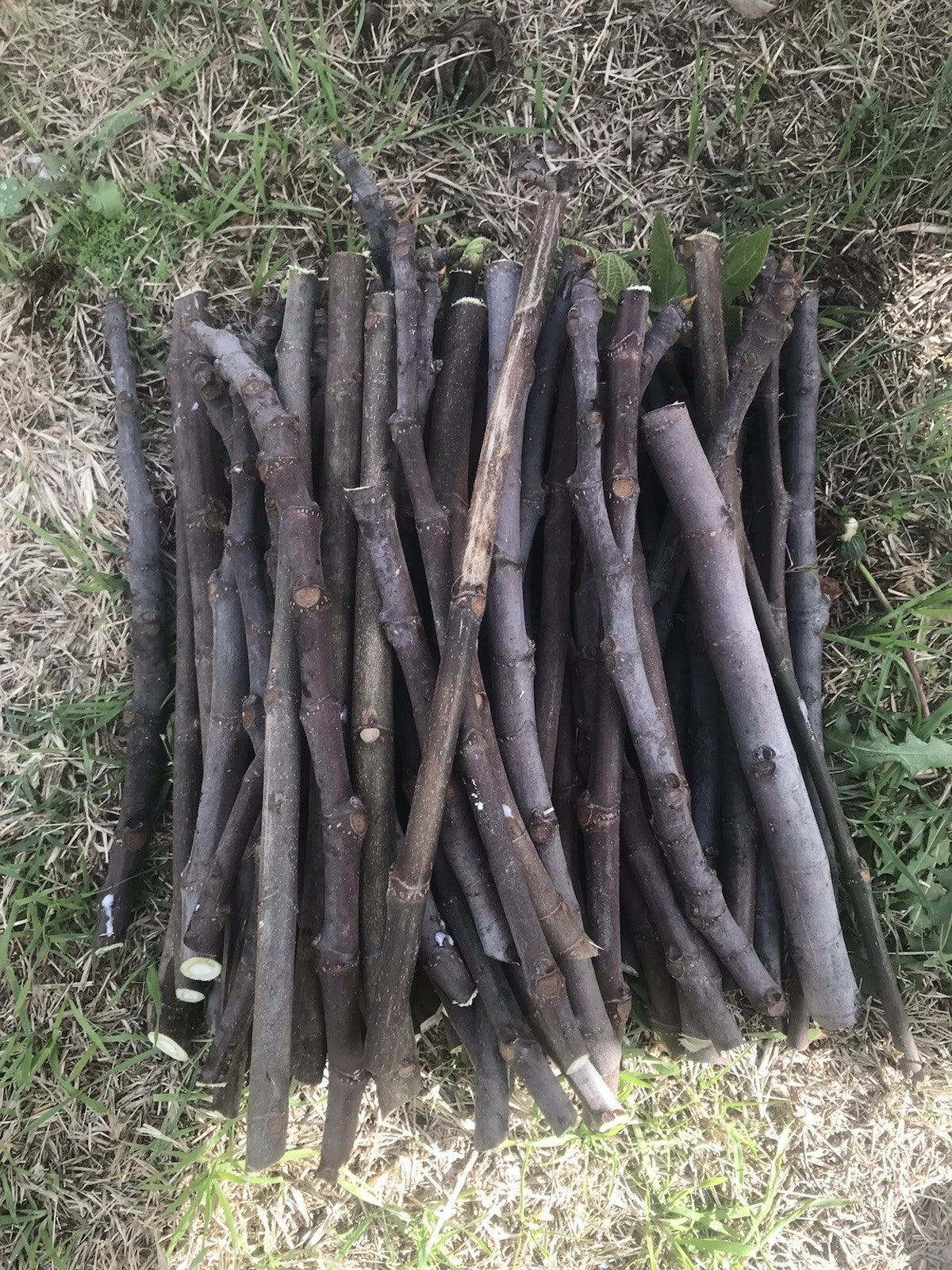 Unrooted Fig Tree Cuttings - 6 Organic Stems for Propagation - Sweet Fruit Variety - Ficus carica