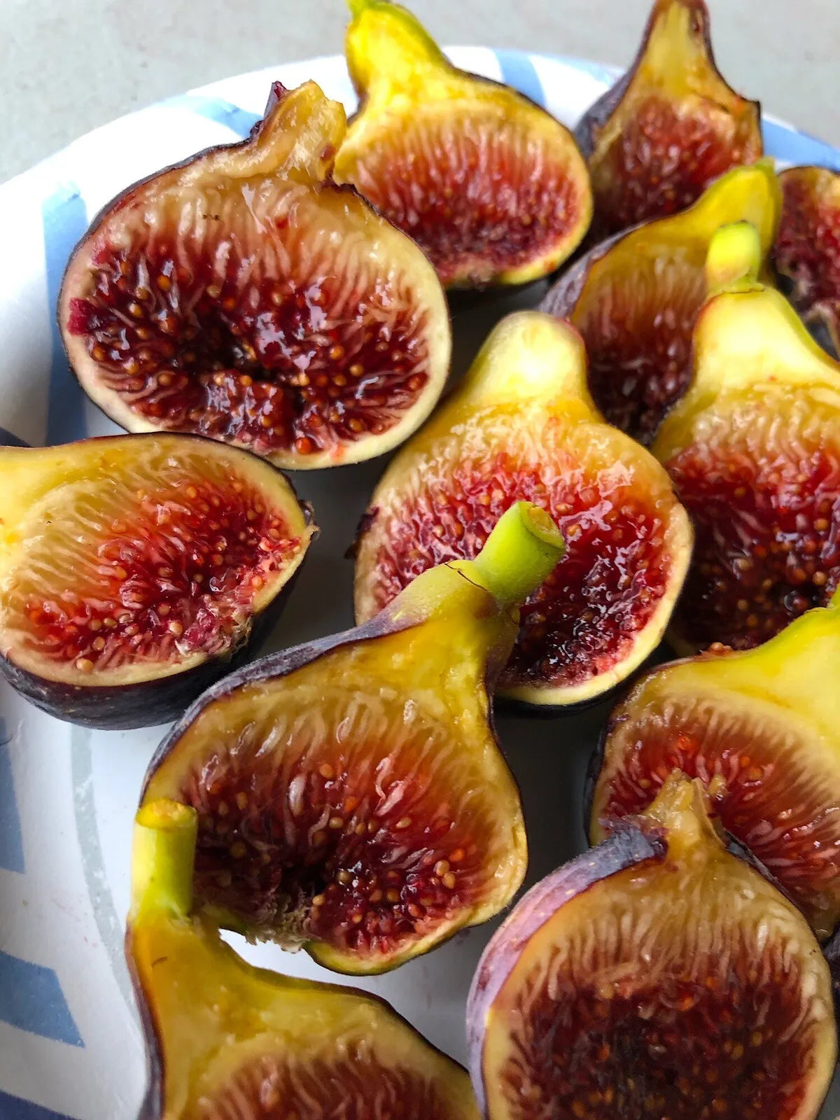 Fig Tree “Fignomenal” 1 Tree