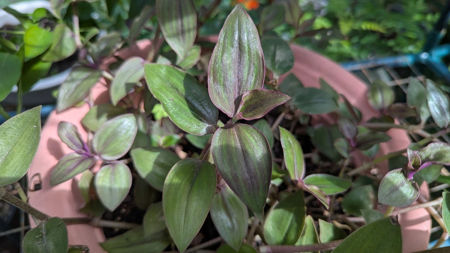 Rare Tradescantia "Purple Plush" Cuttings - 3-4" Long - 5 or 8 Cuttings for Propagation - Perfect for Plant Lovers