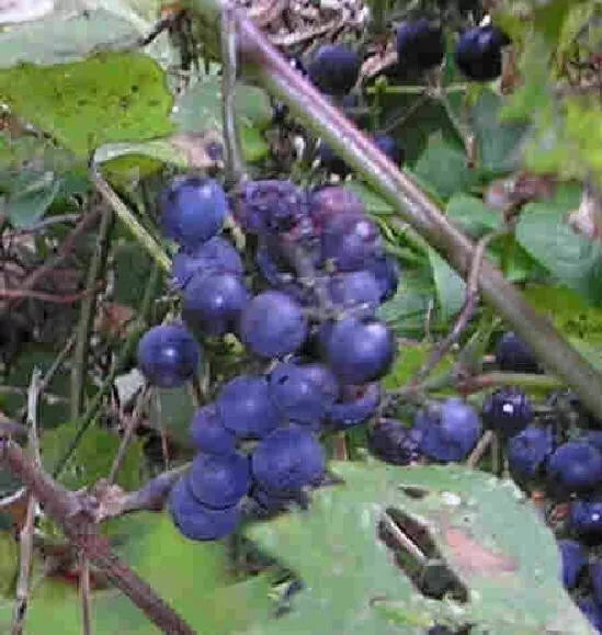 2 Riverbank grape vine, Vitis riparia, wild grape vine seedlings LIVE PLANT