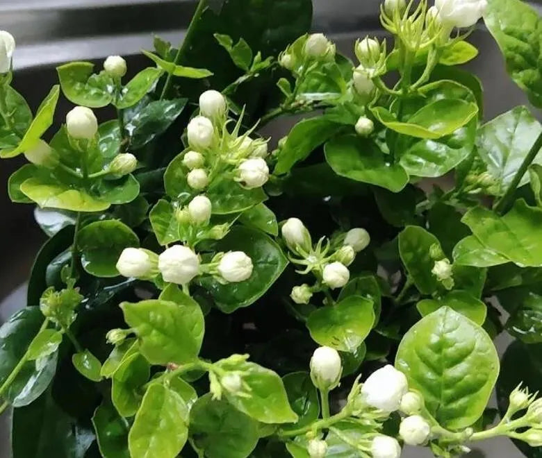 10 seeds Jasmine Fragrant flower seeds