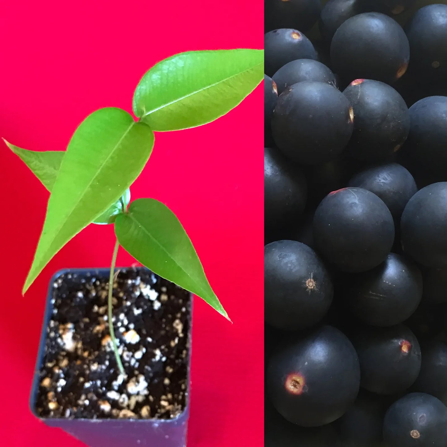 1 Jaboticaba Myrciaria Vexator Blue Grape Fruit Beautiful Bark Tree Seedling Plant