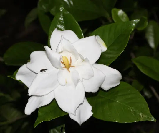 300 Gardenia jasminoides Seeds - Cape Jasmine - Common Gardenia