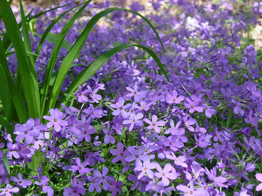 25 Plants in 3-1/2 Inch Pots Creeping Phlox Purple Beauty