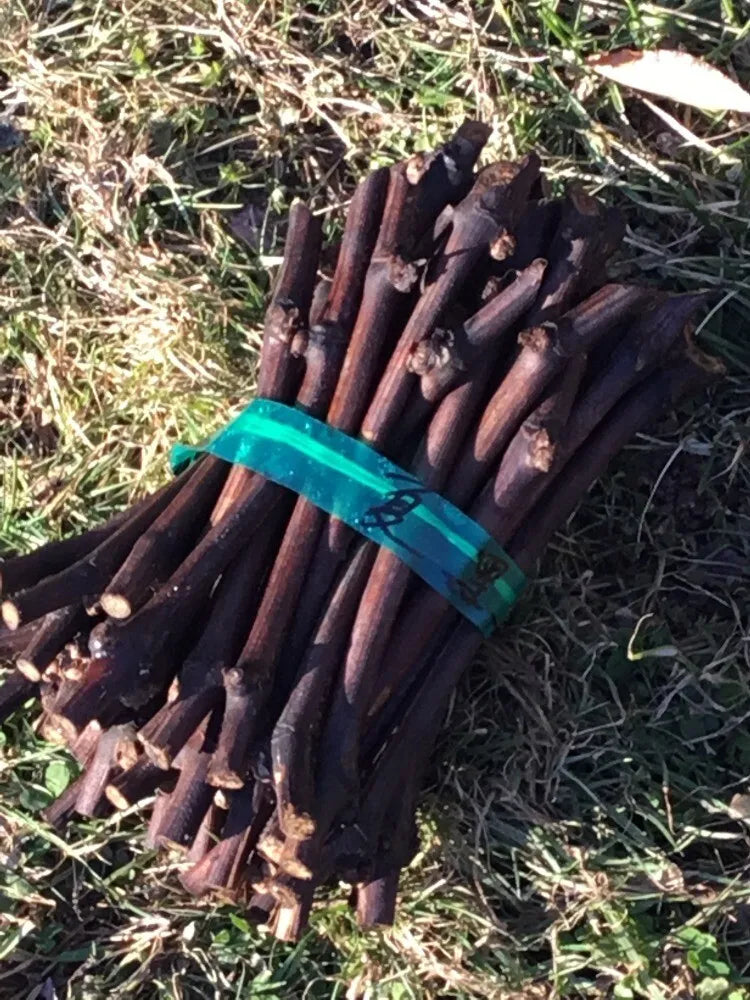 5 Summer Black seedless grape vine cuttings