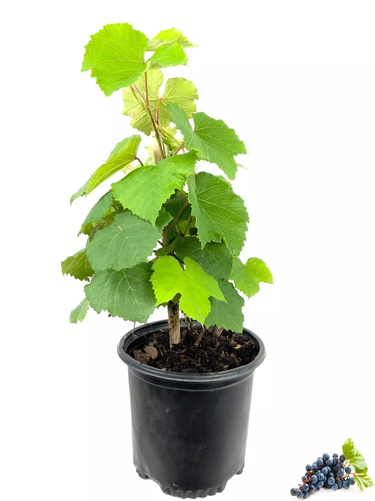 1 Grape Vine Plant - Variety Grower's Choice
