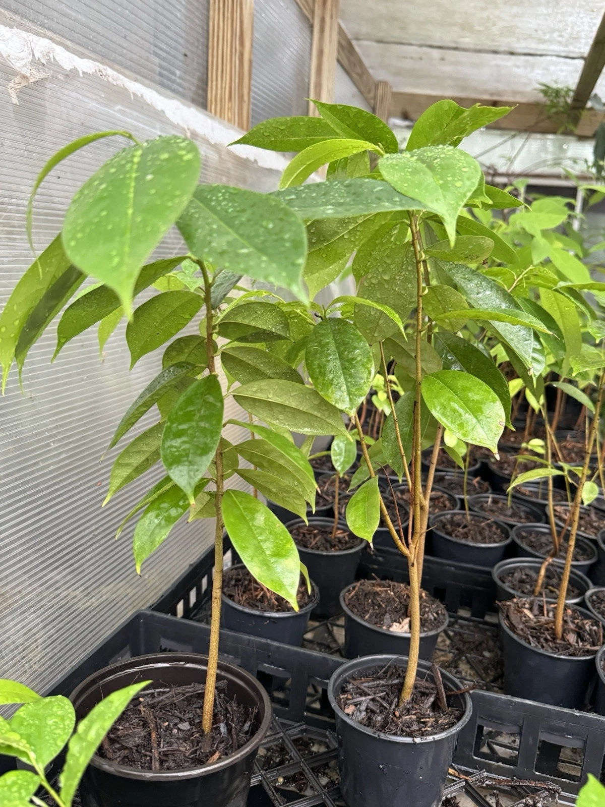 Well Rooted Muricata Soursop Tree Plant 11-13 Inches Graviola Guanabana Mang C?u - Tropical Fruit Plant