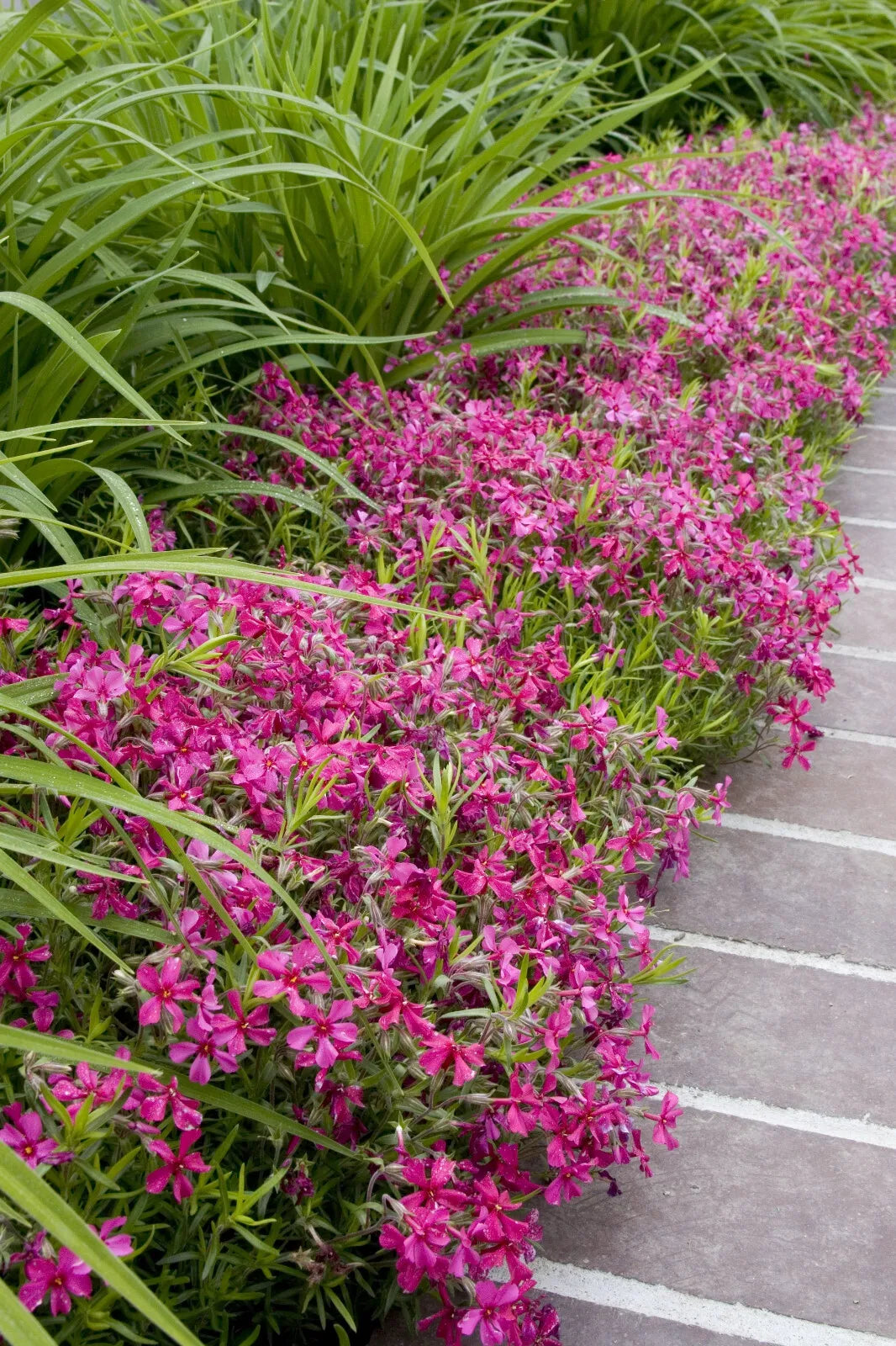 25 Plants in 3-1/2 inch Pots Red Wings Creeping Phlox