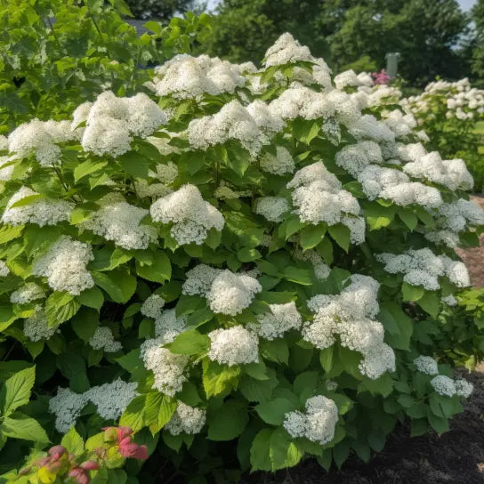 2 Chicago Lustre Viburnum Shrubs 10-18" Tall Seedlings Live Plants