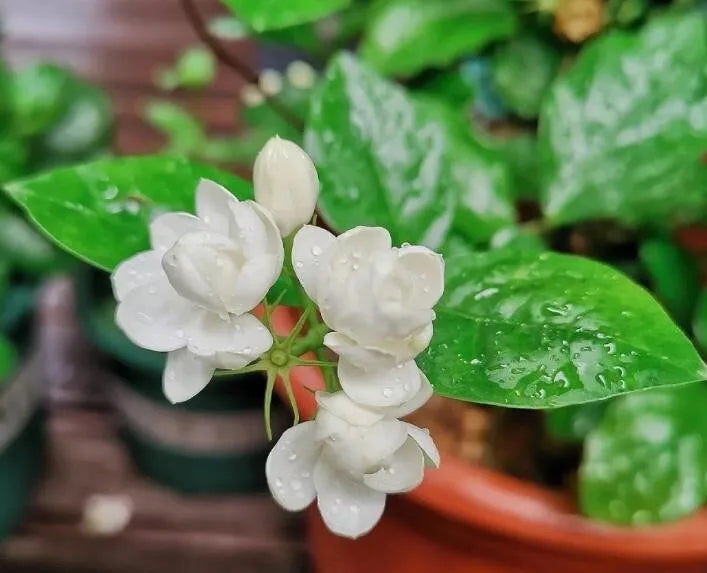 16 seeds Jasmine Fragrant flower seeds
