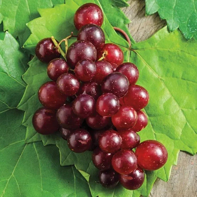 1 Ruby Red Seedless Live Grape Plant 1-2 Year Old - Pruned