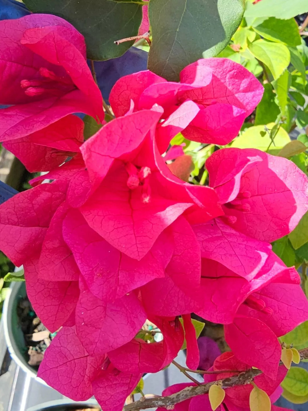 FUCHSIA HOT PINK BOUGAINVILLEA LIVE PLANT PAPER FLOWER 10"